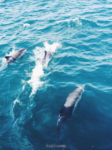 Dolphins in the Wild | itsaLisa.com